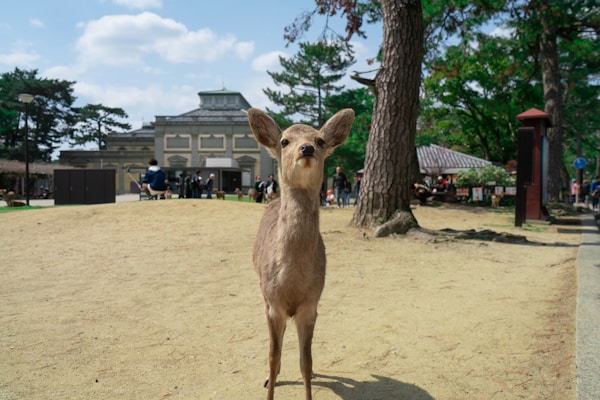 Scenic view of Nara, Japan