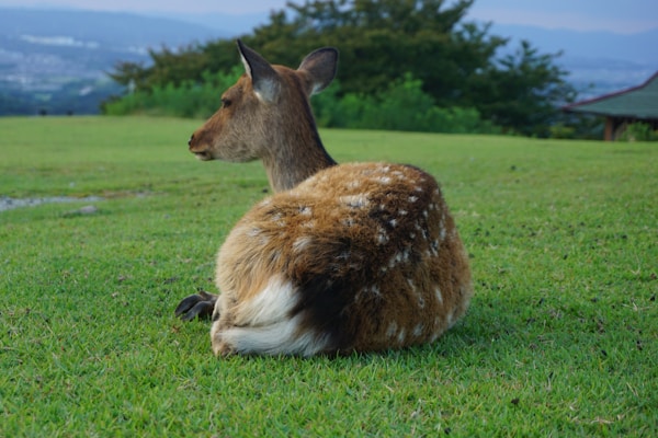 Scenic view of Nara, Japan