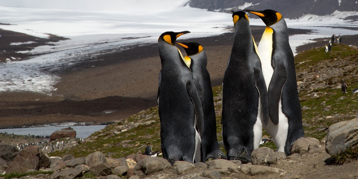 South Georgia hero image