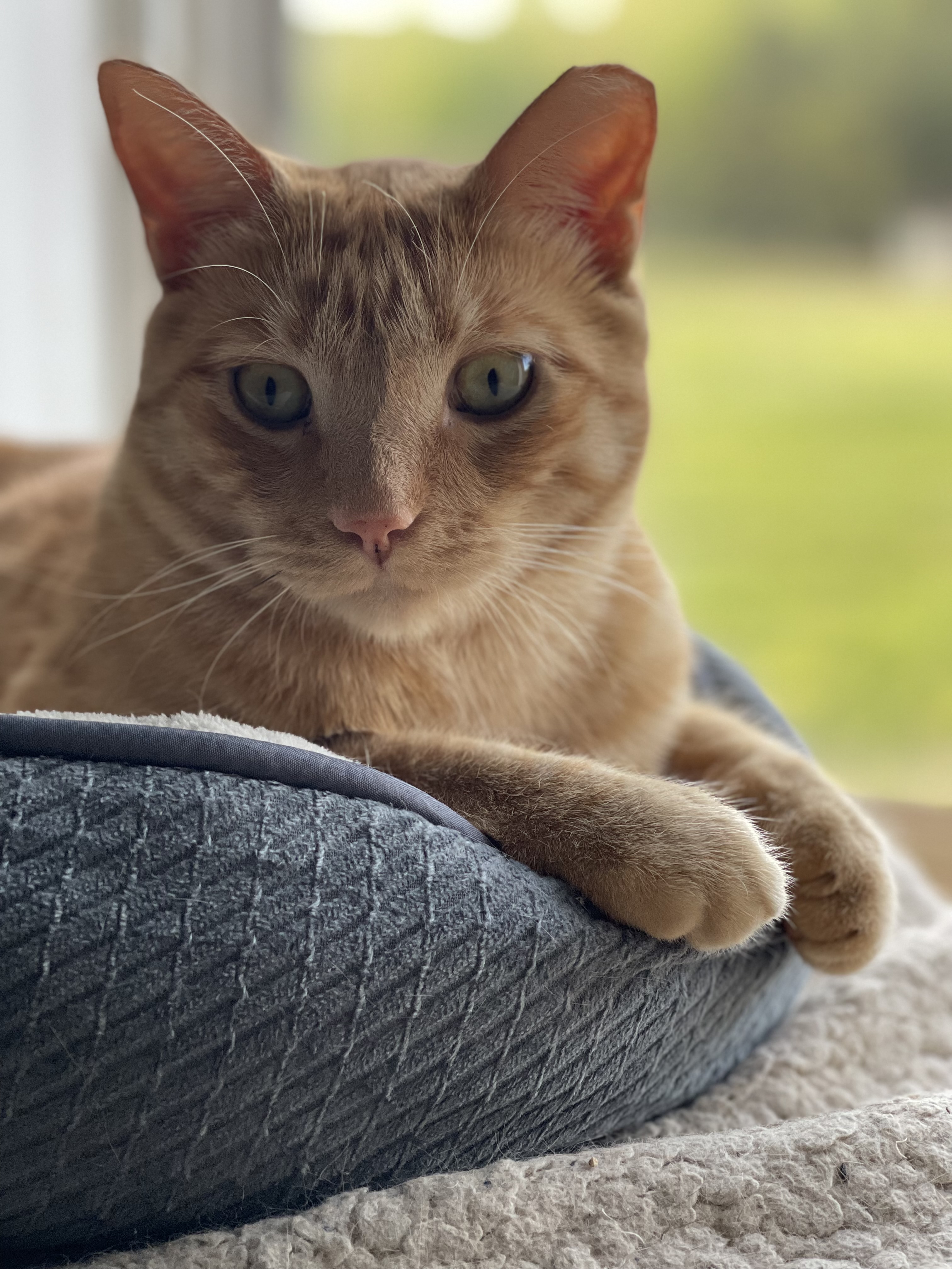 A happy orange tabby cat named Charlie