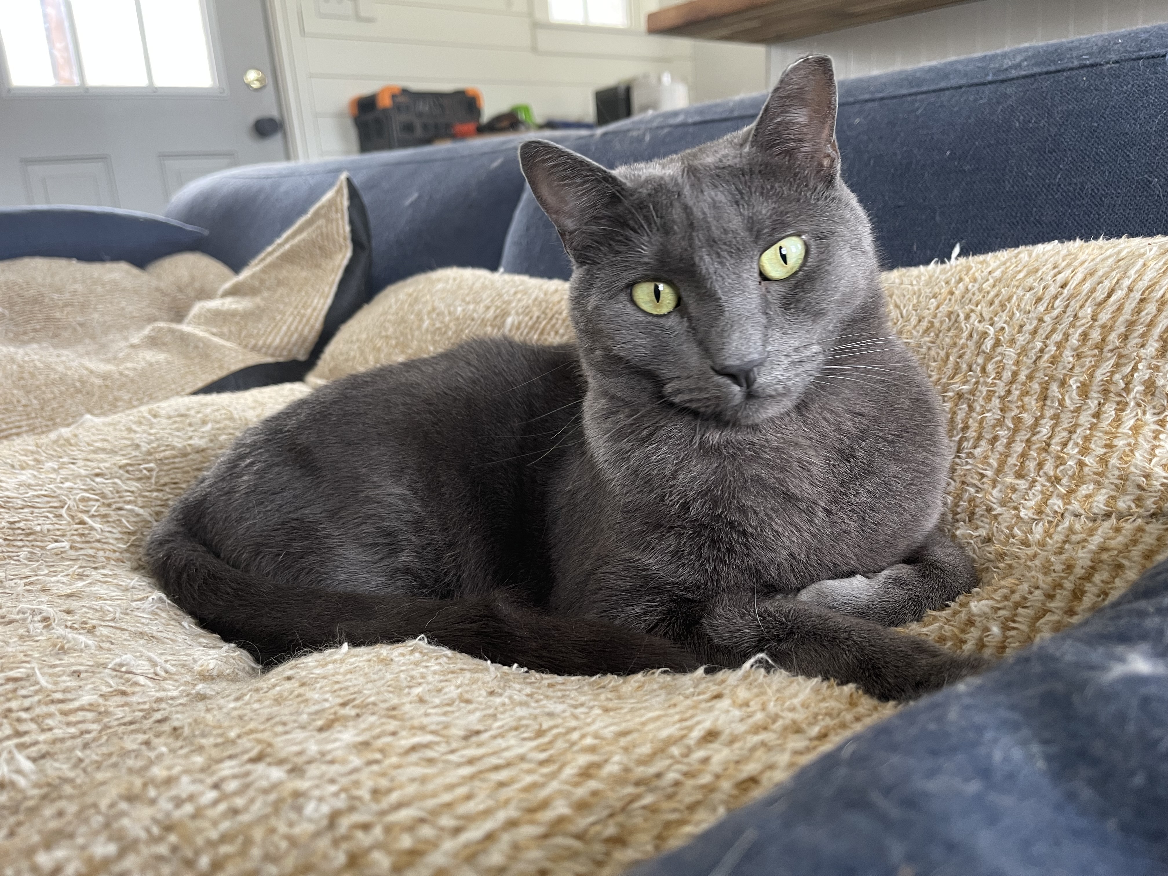 A calico cat, one of Charlie's siblings