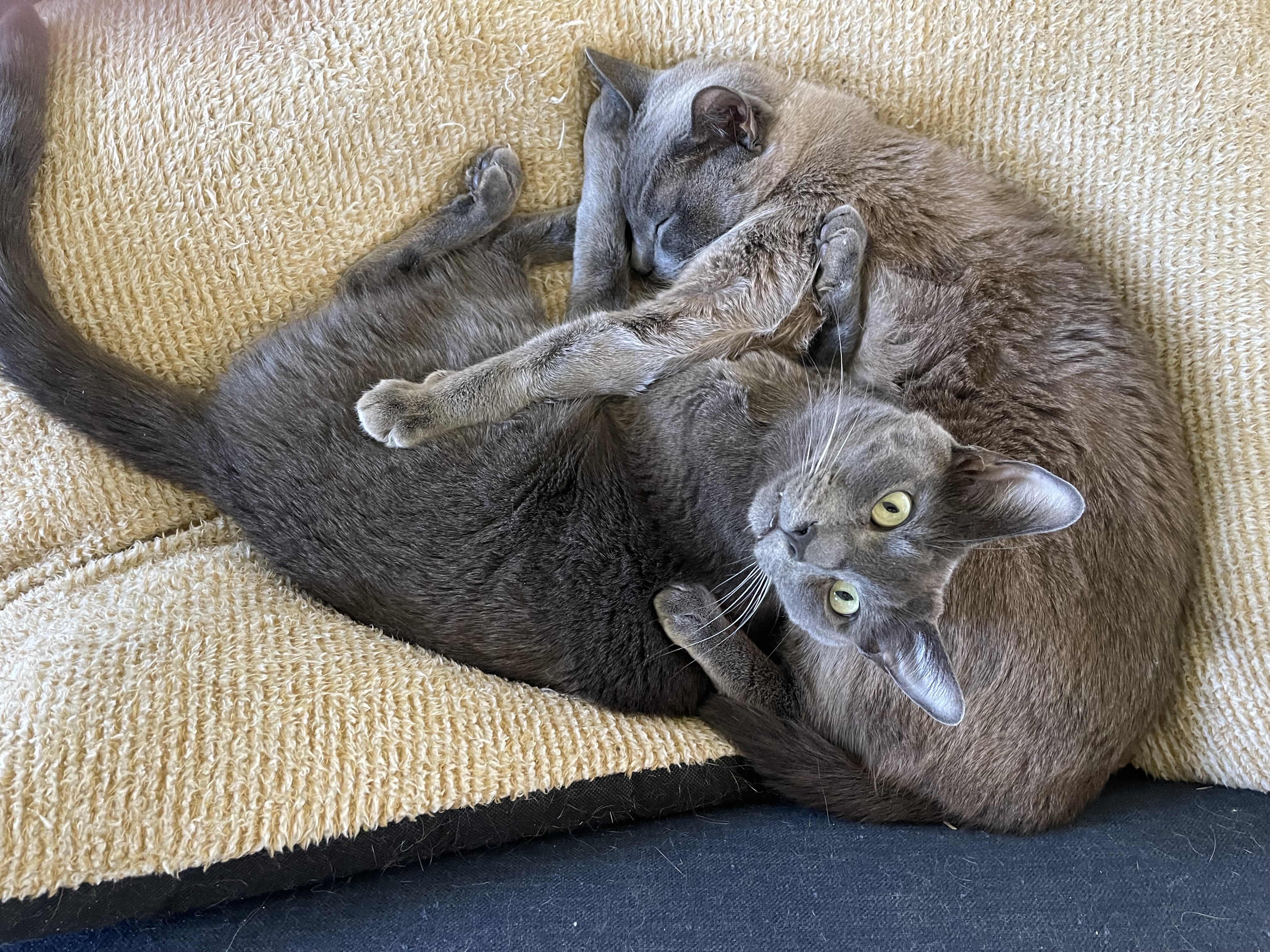 Two rescued cats, London and Grayson