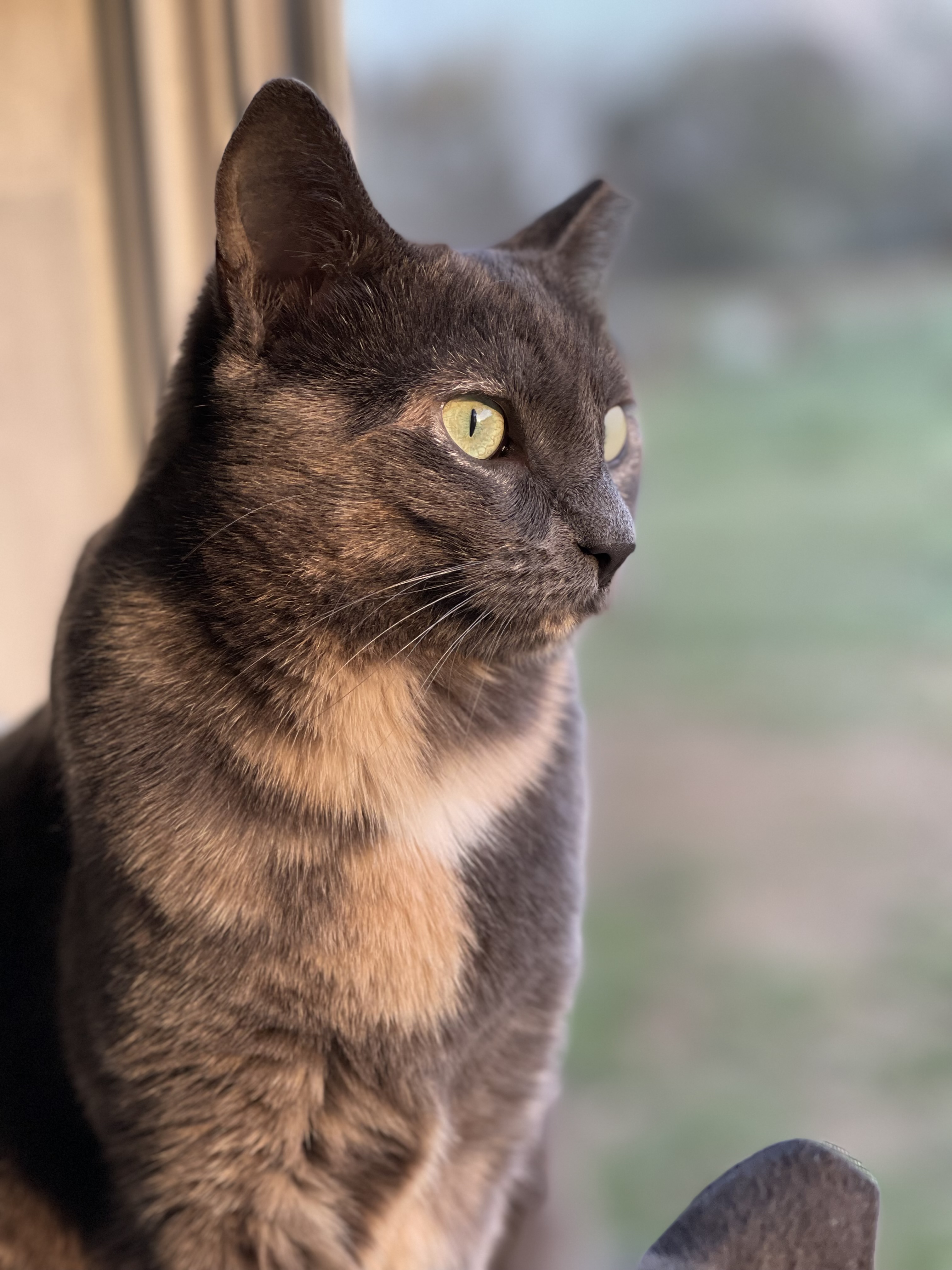 A black cat, one of Charlie's siblings