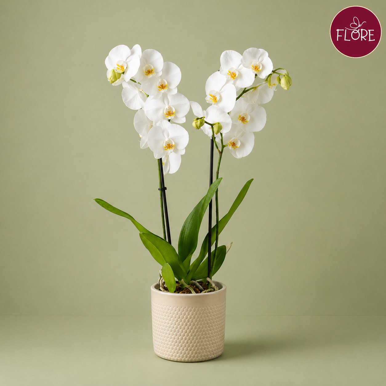 Orquídea Phalaenopsis Blanca Sublime