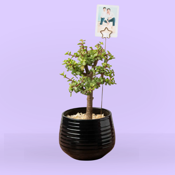 Planta de la suerte en maceta