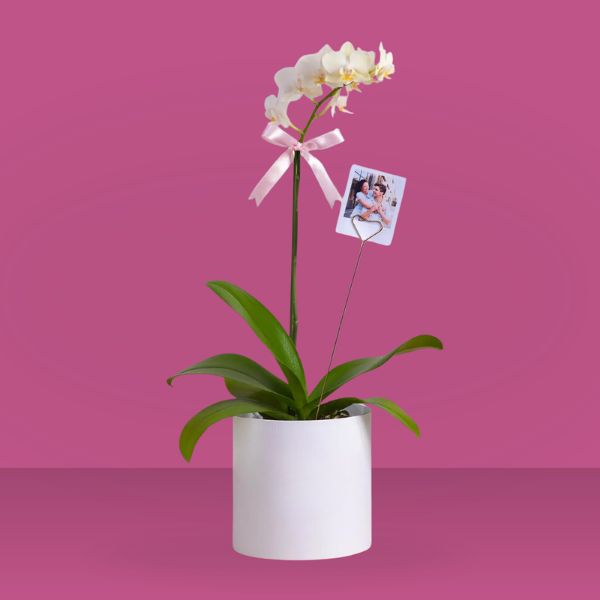 White orchid plant in a pot - Capital Flores with same-day home delivery