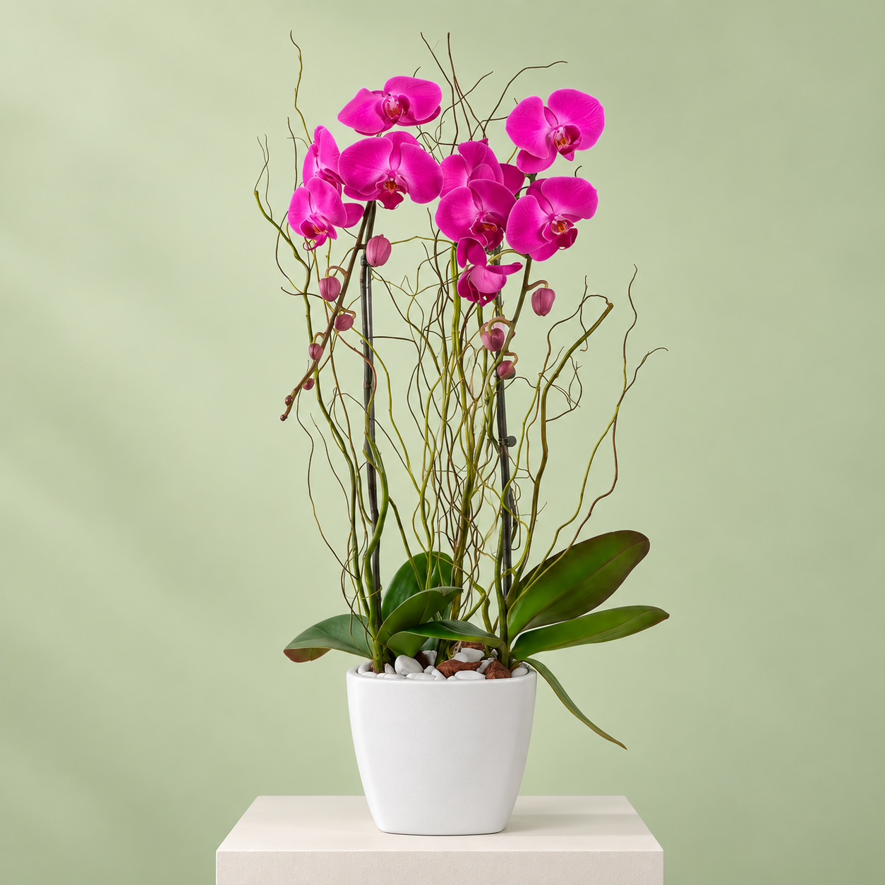 Orquídeas Phalaenopsis en Maceta