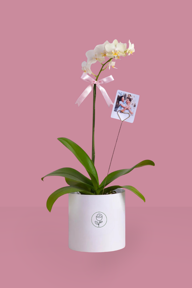 White Orchid in White Pot with Pink Ribbon