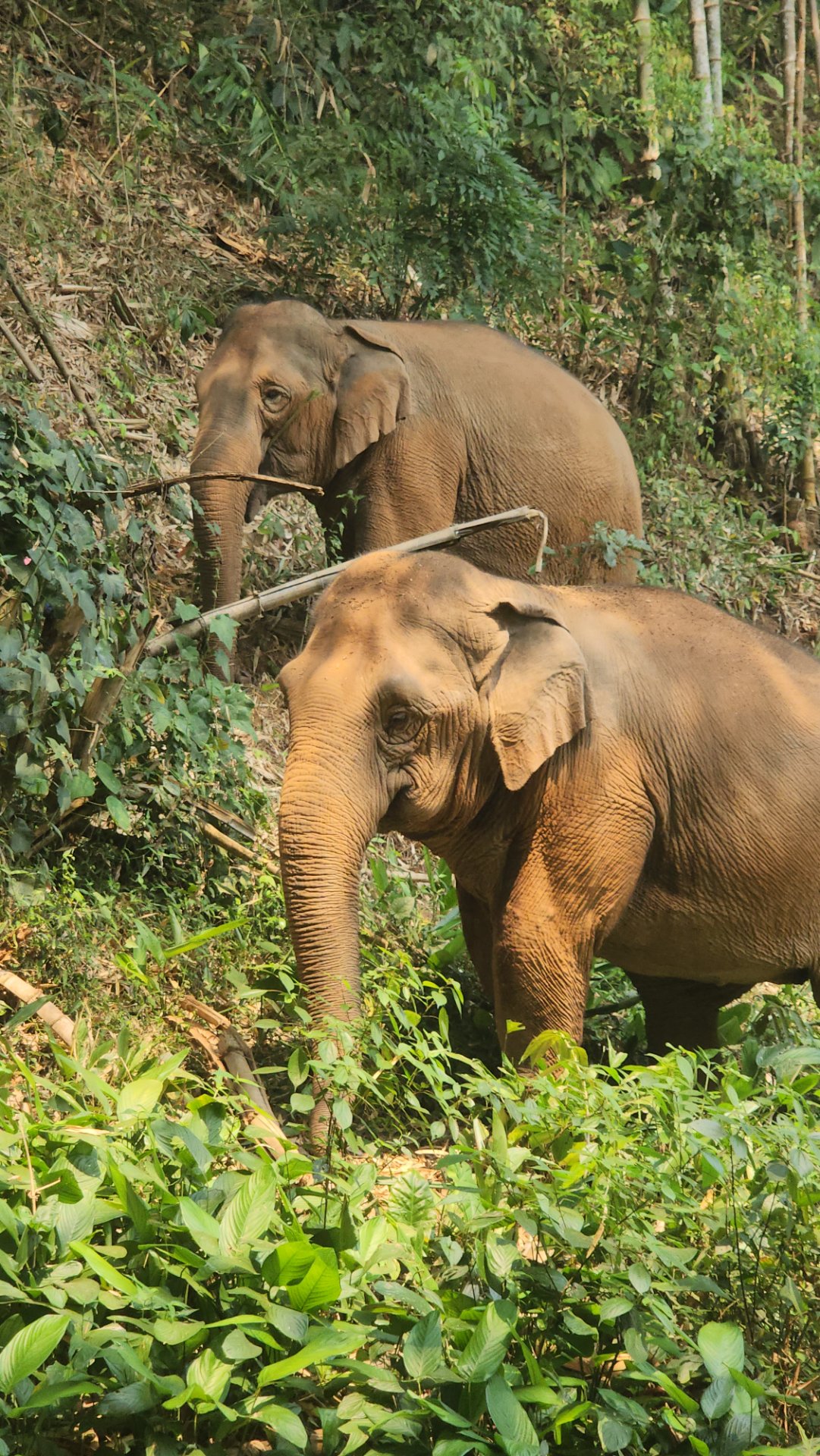 Guérison au Rythme des Éléphants