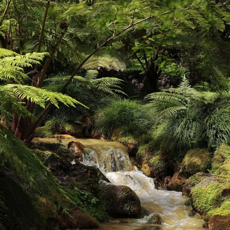 Retraite bien-être et transformative à Sao Miguel - 2