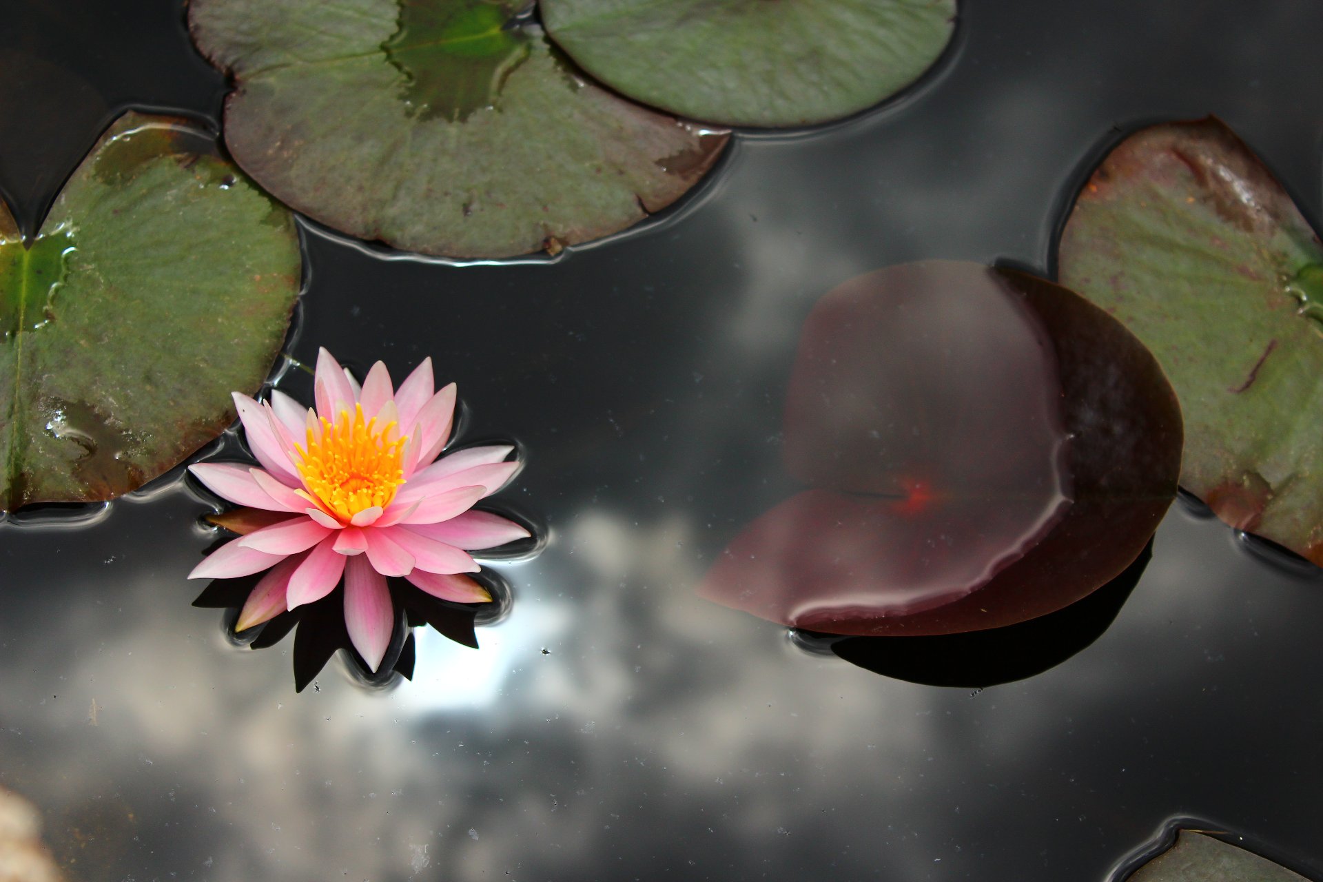 Les Jardins du Tao - Photo 10 sur 10