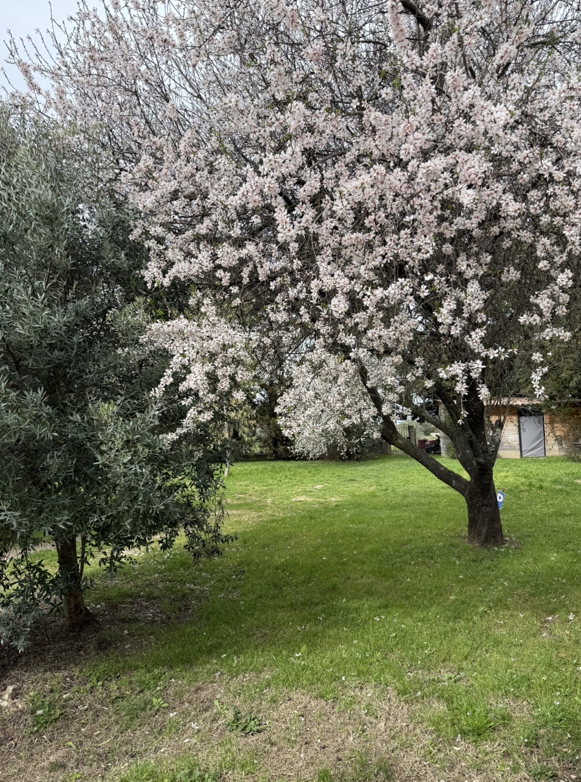 L’amandier enchanté - Photo 1 sur 1