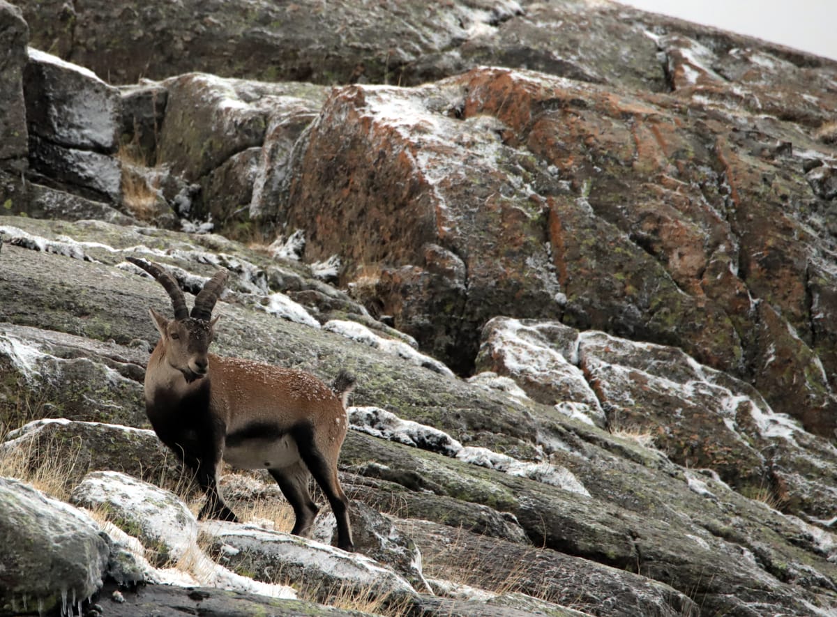 The ibex and the Almanzor salamander