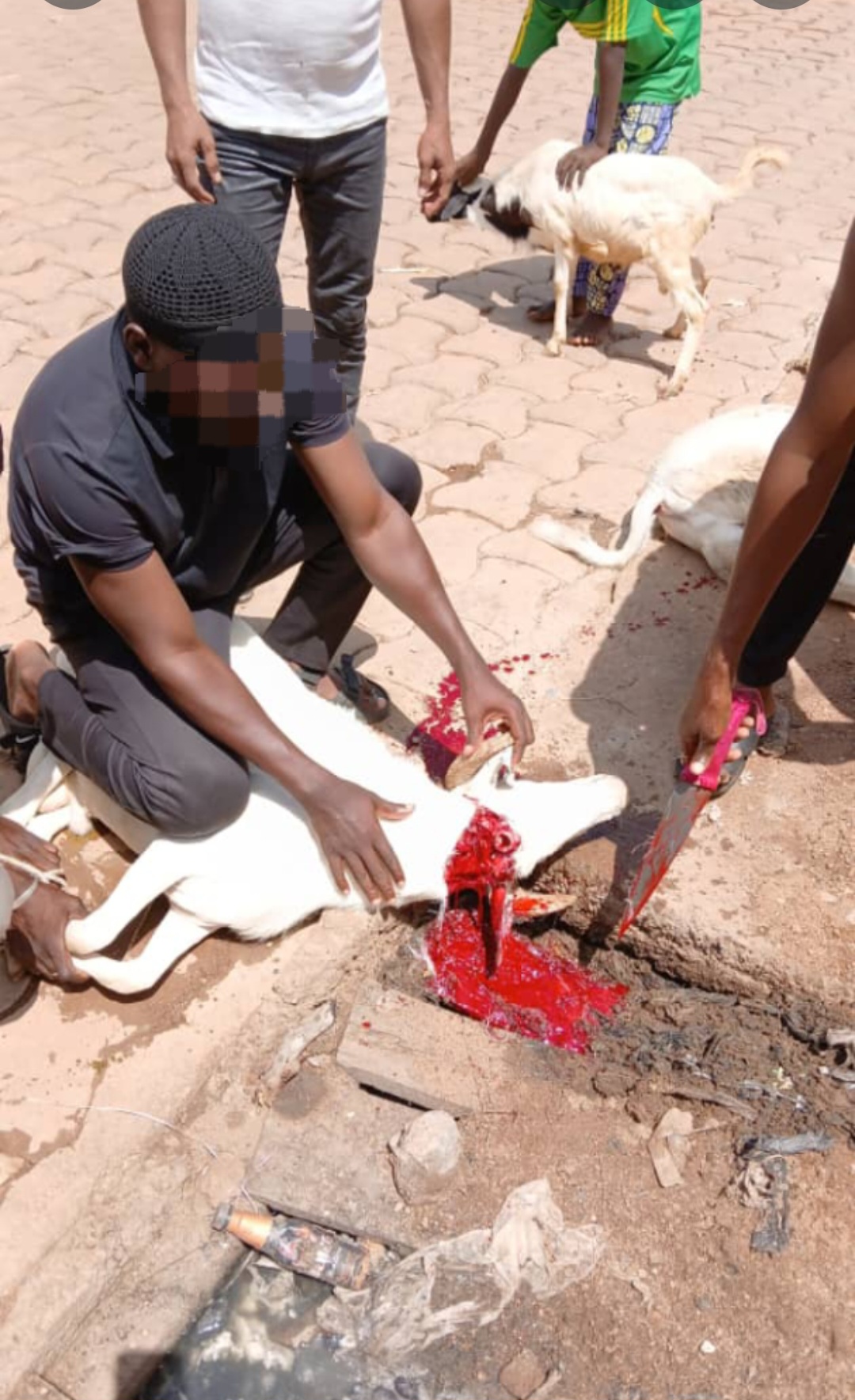 Sacrifice pour l'Aïd El Adha