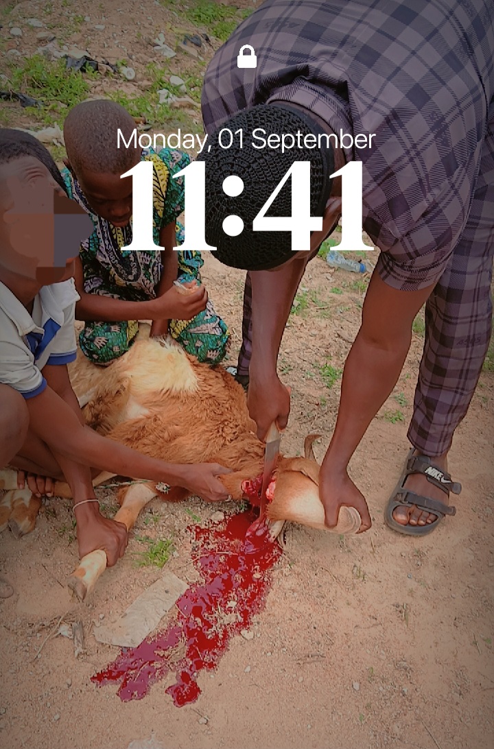 Aqiqa sacrifice goat