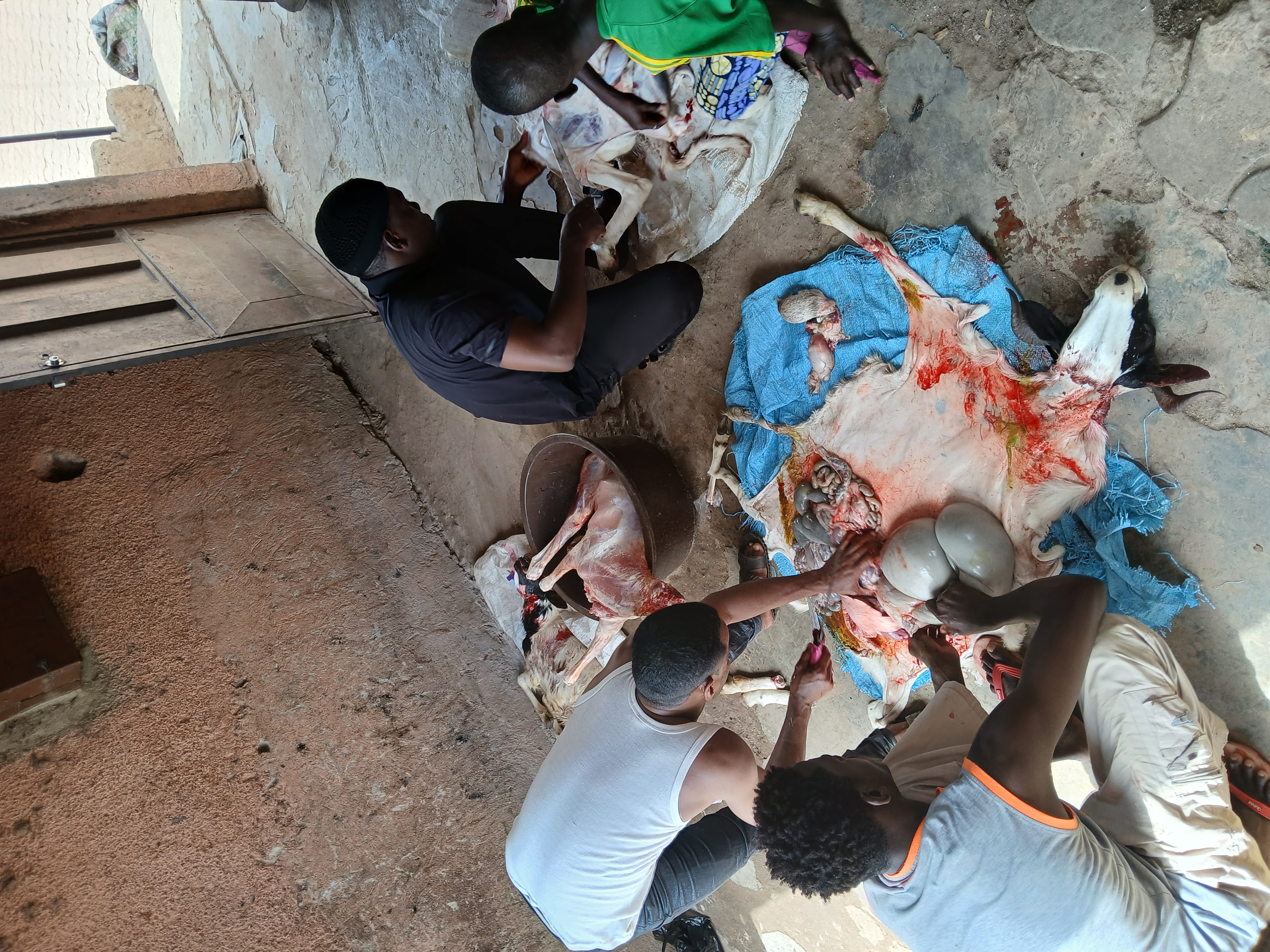 Sacrifice pour l'Aïd El Adha