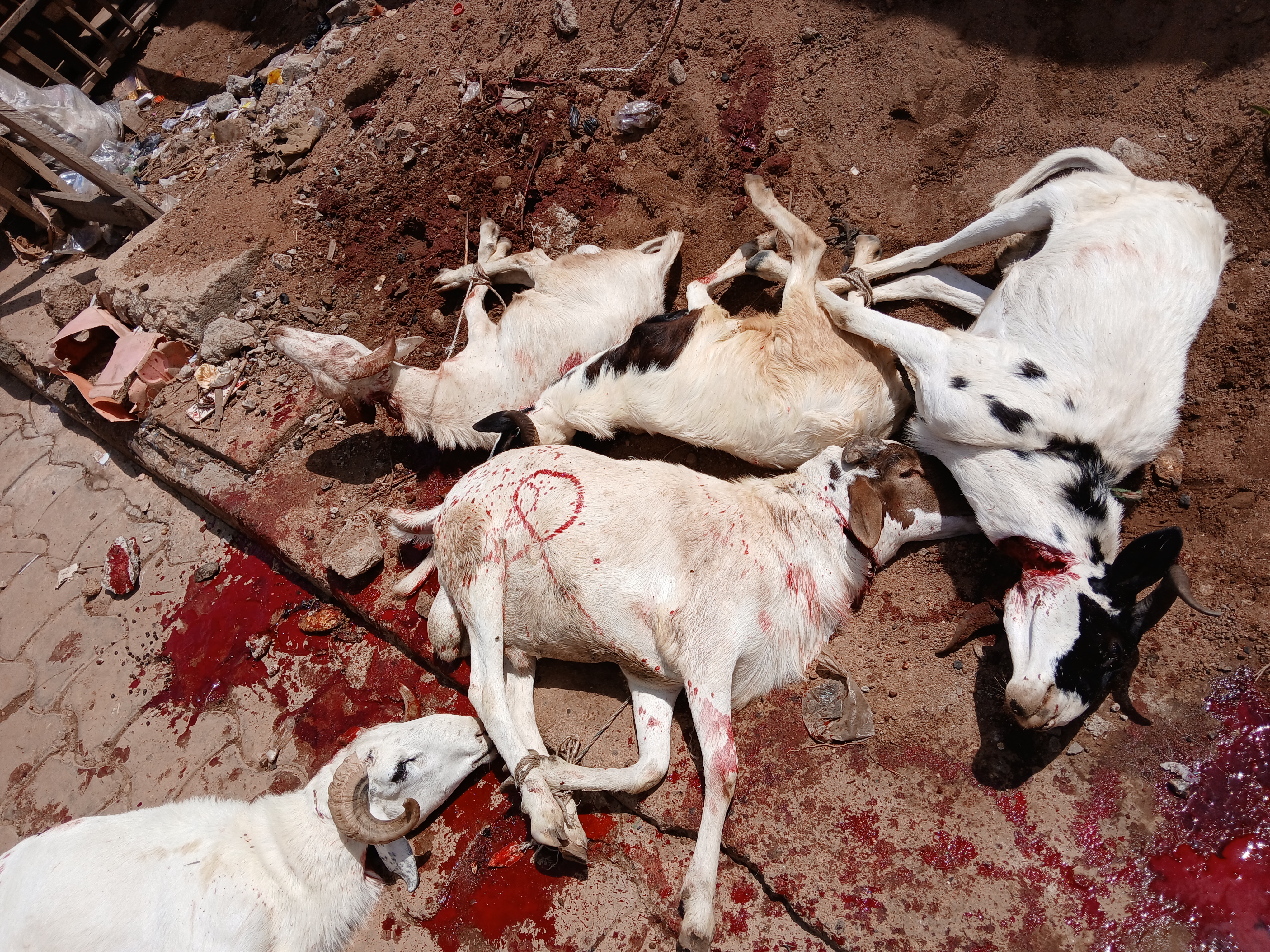 Sacrifice pour l'Aïd El Adha