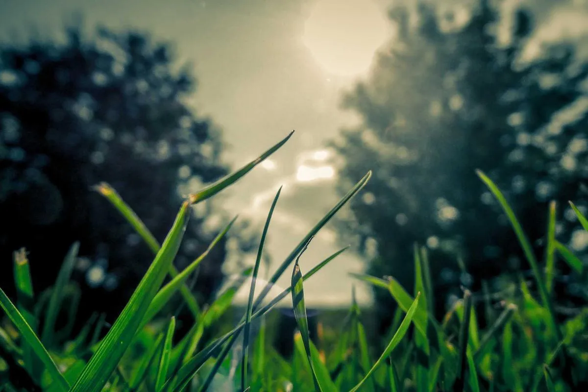 Kemandirian Energi: Implementasi Biodiesel B50 dan Masa Depan Ketahanan Nasional