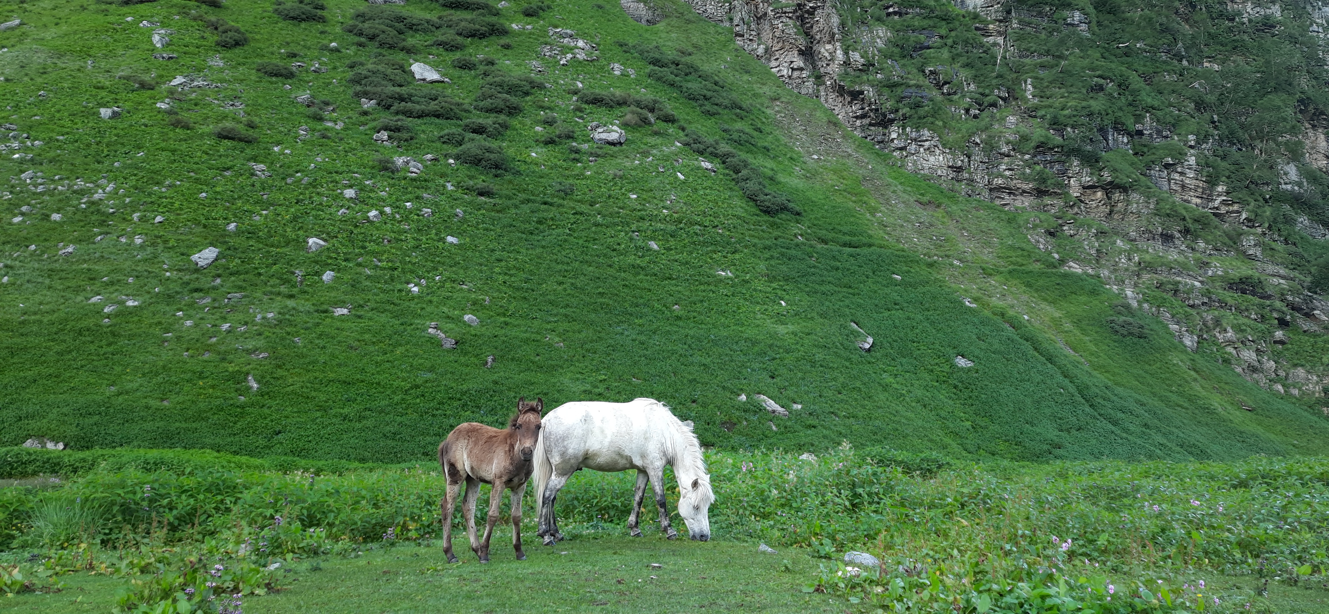Panoramic view from the summit of hampta pass, showing the vast Himalayan landscape.