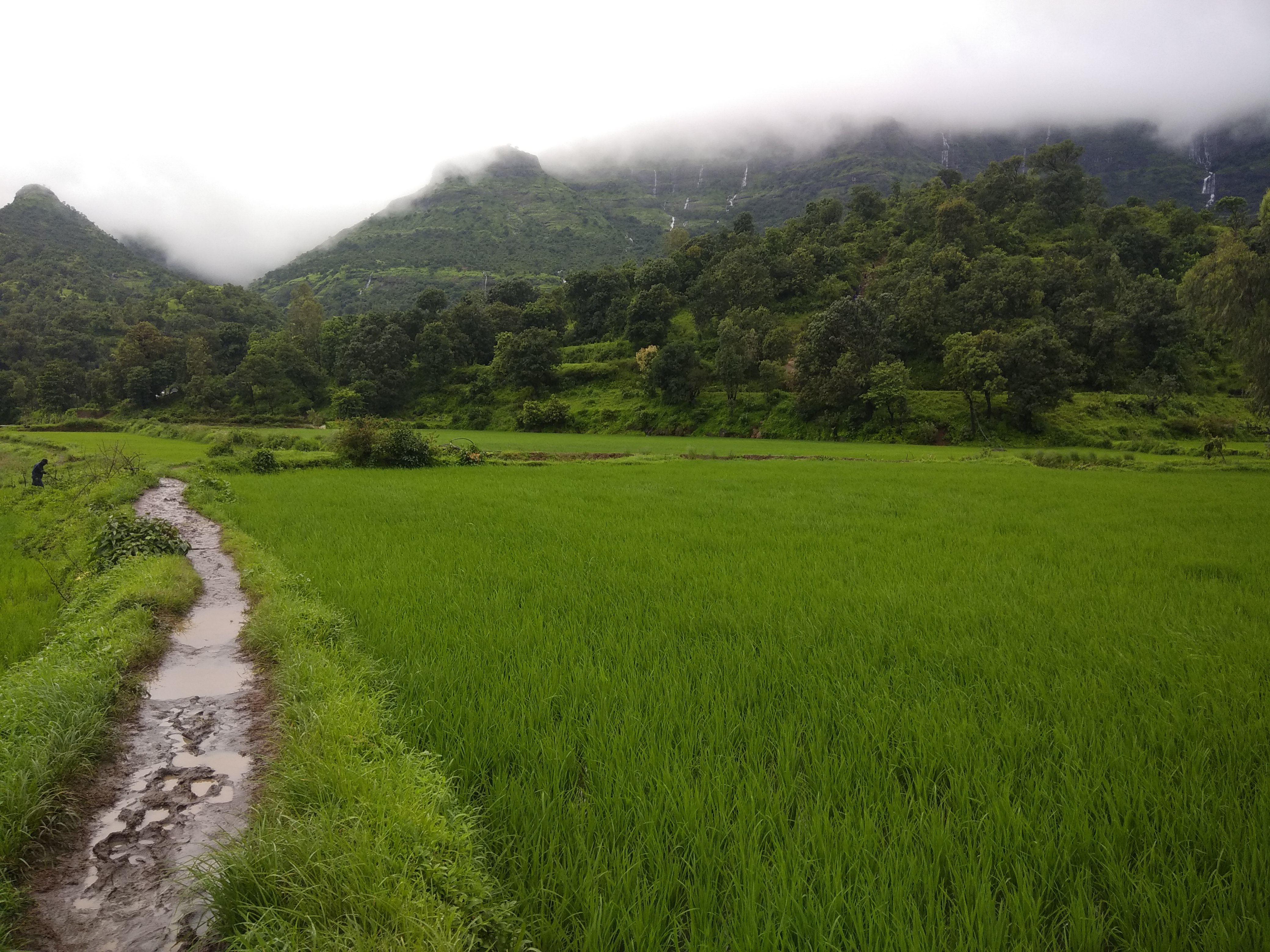 The series of iron ladders on the Kalsubai trek, helping trekkers navigate steep sections.