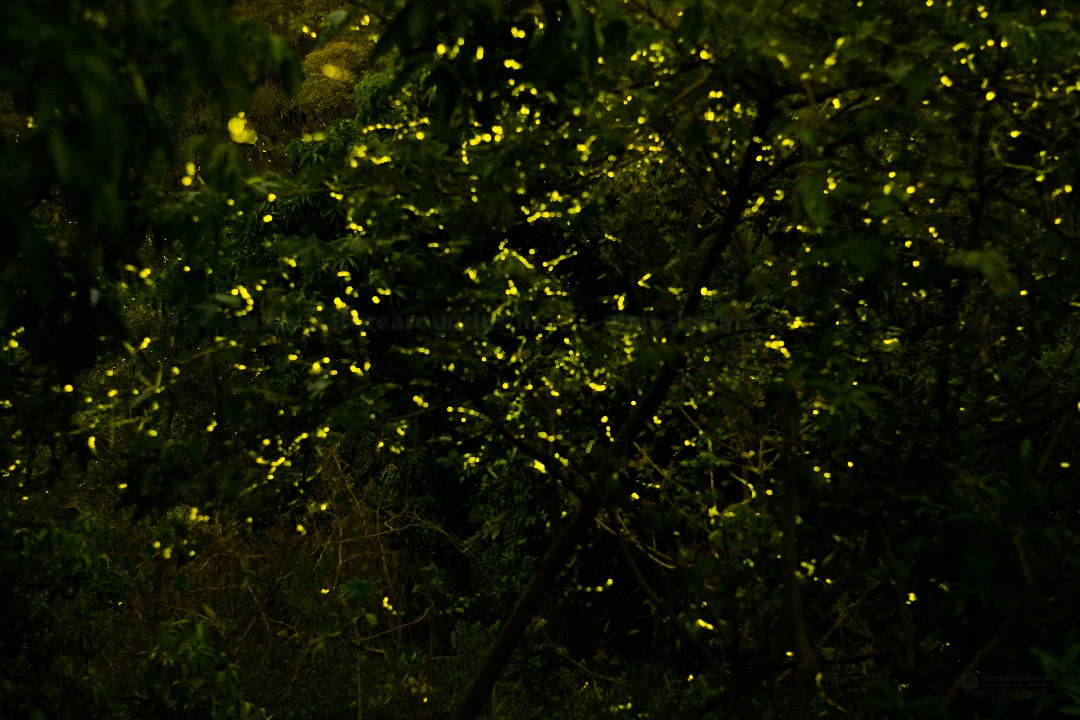The lush green trail leading to Rajmachi fort during the monsoon.