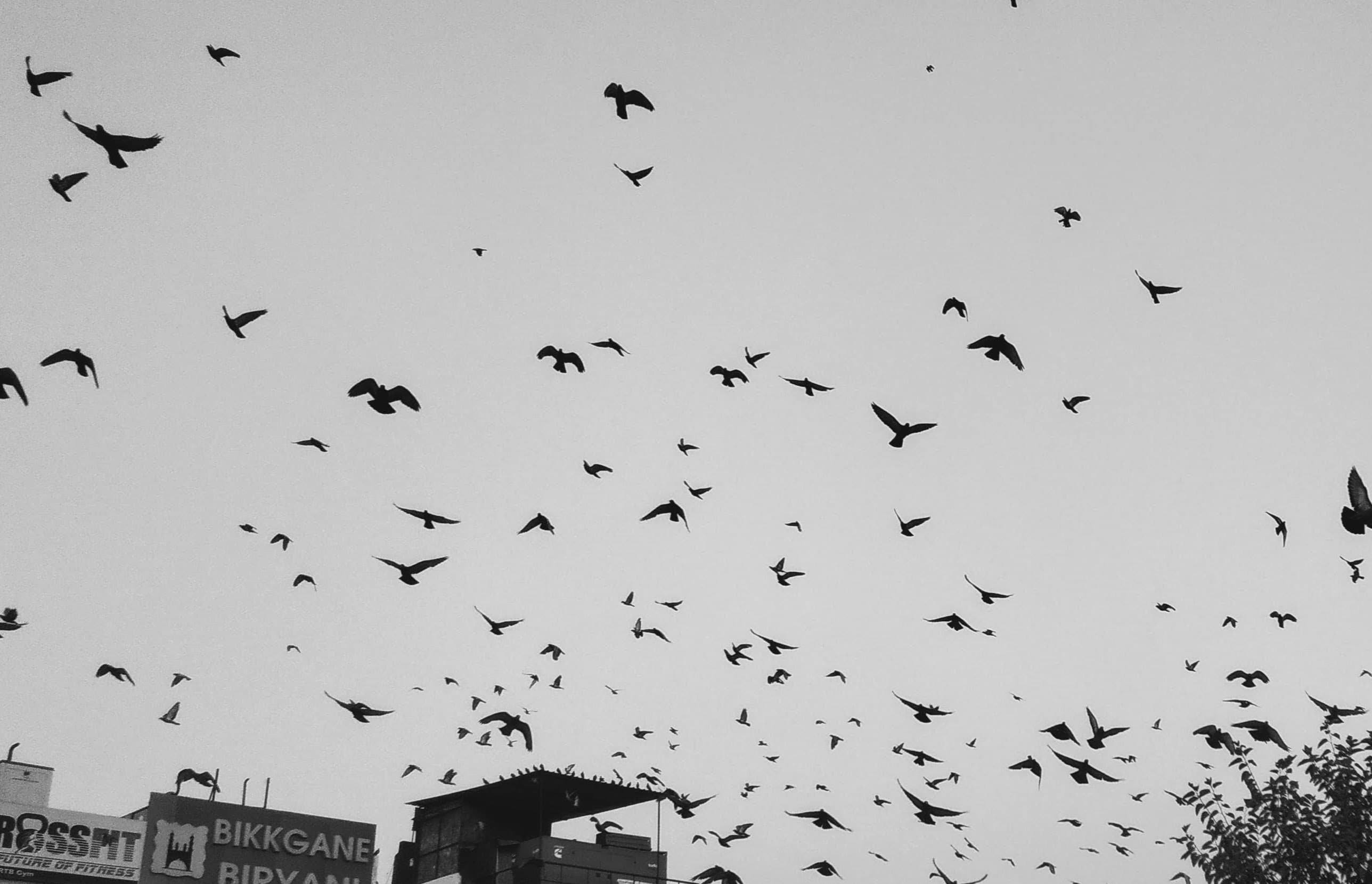 A flock of birds rises above the city chaos — free yet untethered. A visual ode to freedom and chaos coexisting.