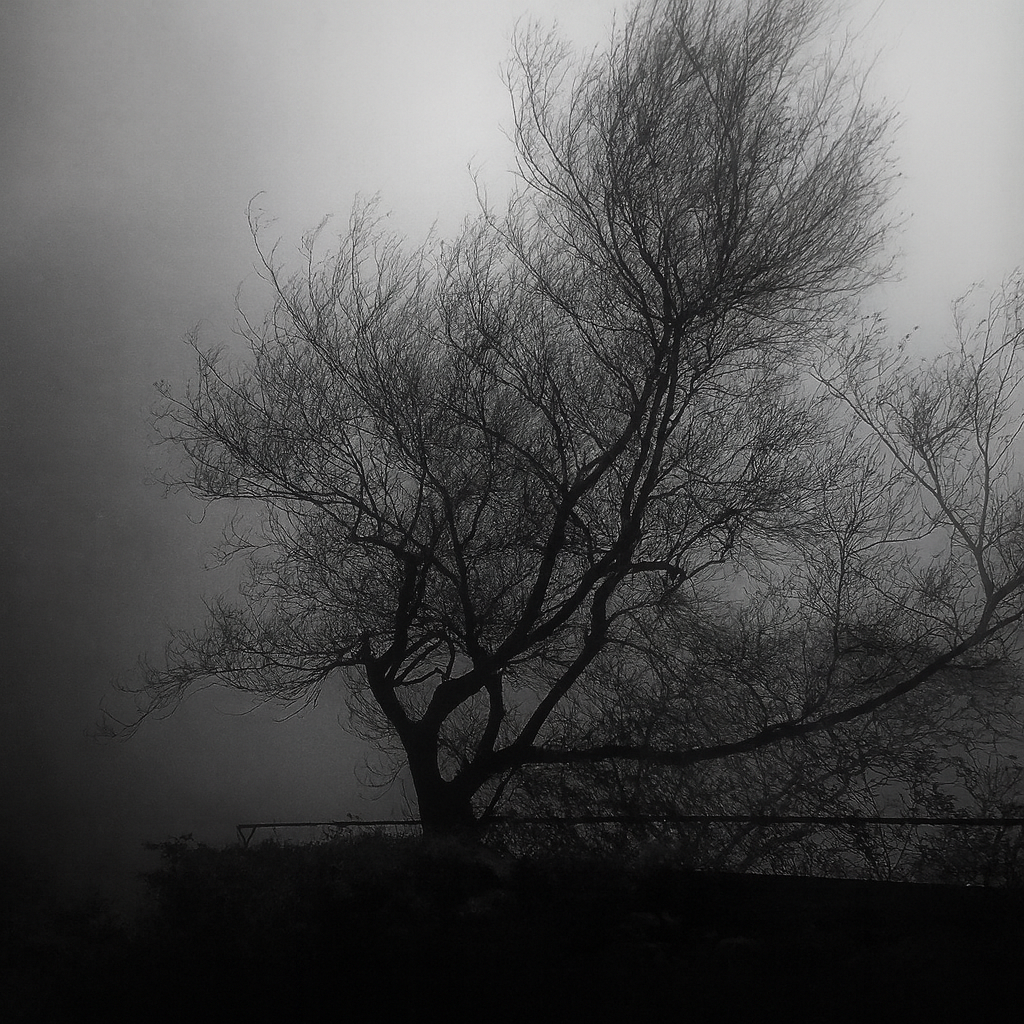 A single tree endures the fog — bare yet alive, rooted in silence. It represents survival through emotional winters.