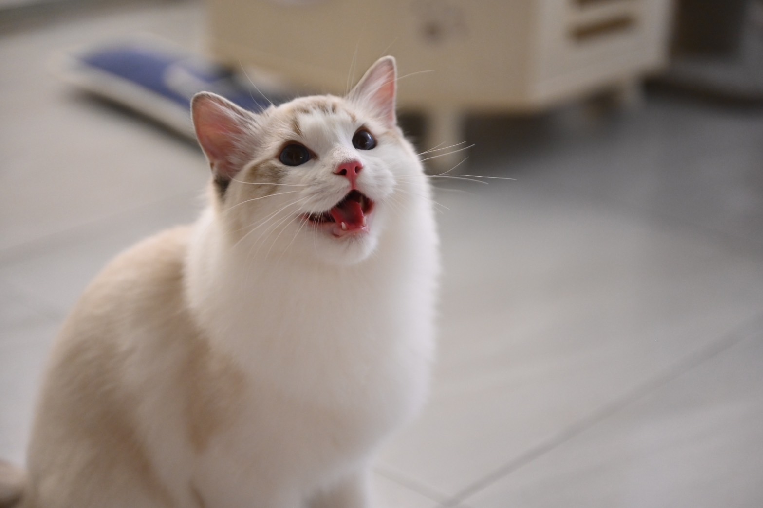 Fluffy Moko Studio Hero