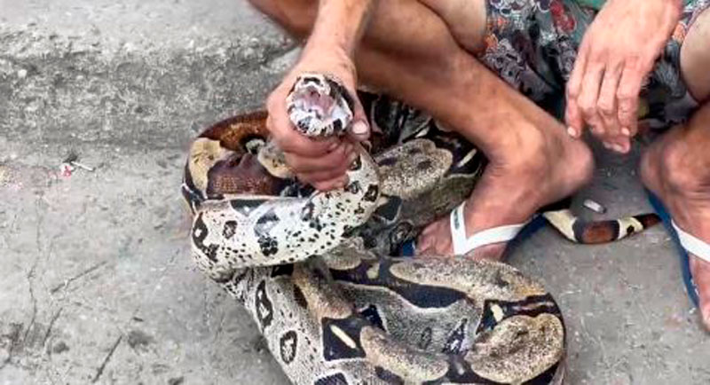 Cobras lideram acidentes com animais peçonhentos durante cheias no Amazonas; FVS-RCP alerta sobre cuidados