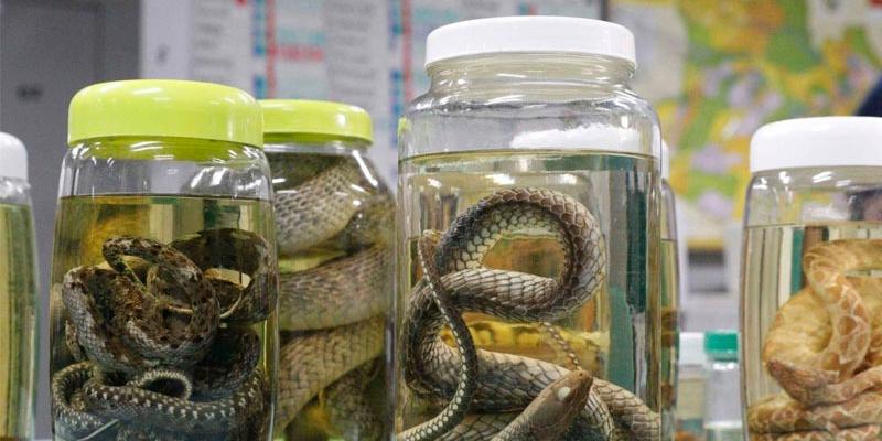 Serpentes continuam sendo a principal causa de acidentes no Amazonas, aponta levantamento da FVS-RCP