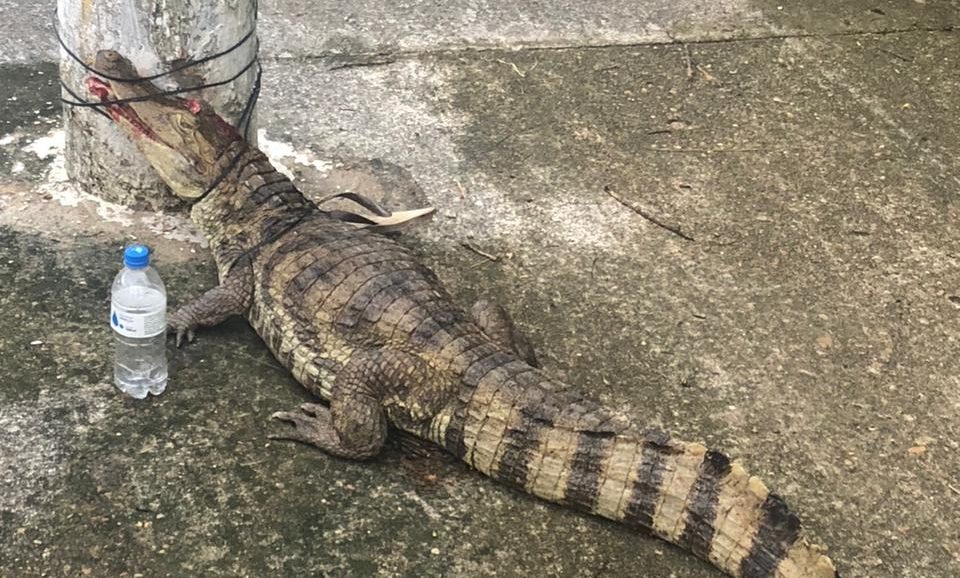 Jacaré é encontrado amarrado e ferido em poste no Passeio do Mindu, em Manaus