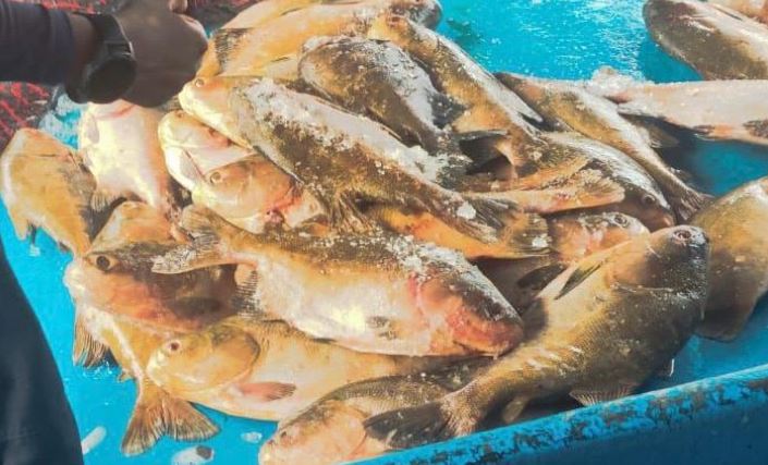 Mais de 2,5 toneladas de pescado ilegal são apreendidas perto de Coari em operação da PMAM