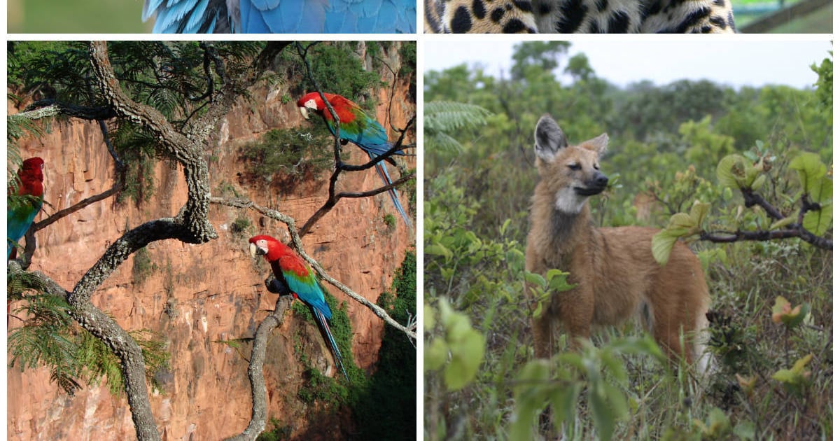 Sete animais ameaçados de extinção no Brasil: Um alerta para a biodiversidade nacional com reflexos na Amazônia