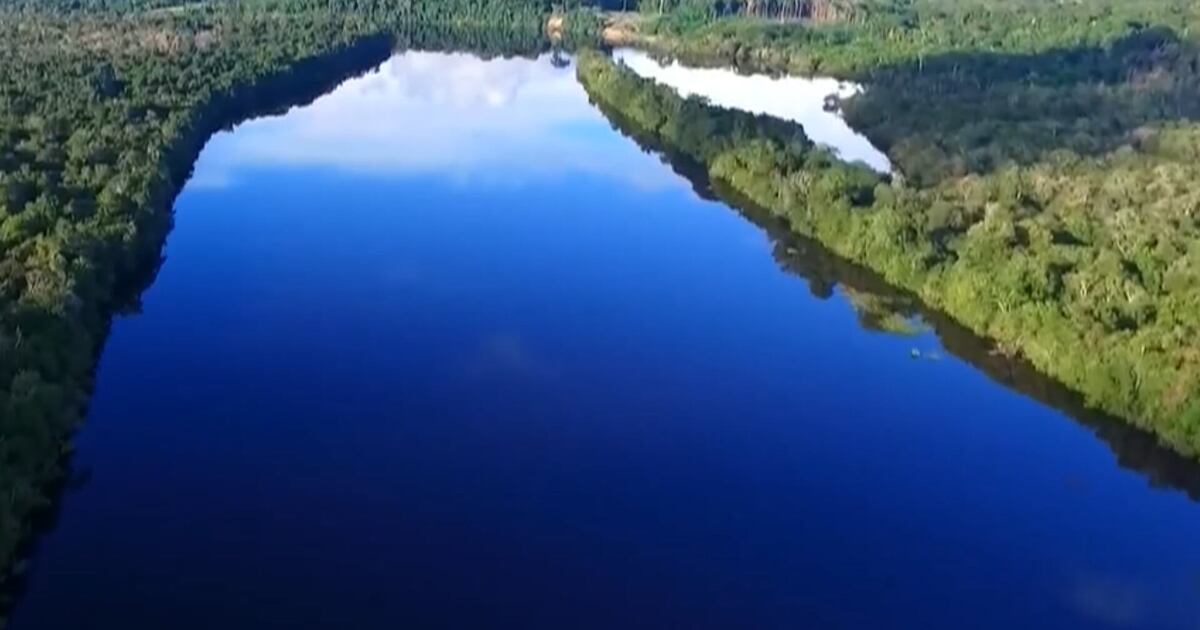 Especialista avalia anúncio de R$ 1 bi do Brasil para florestas, associando preservação ao lucro