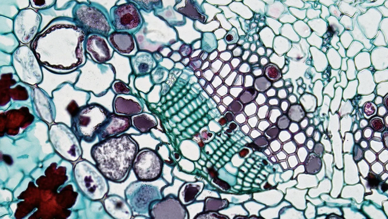The Cellular Audit: How Your Body Manages Its Lifespan Currency
