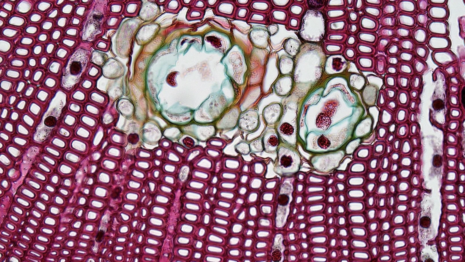 Synergistic Molecular Networks and Cellular Redox Homeostasis in Epithelial Longevity