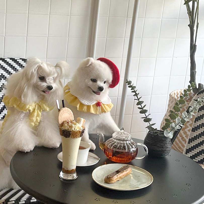 Choux Choux - Pet-friendly cafe in George Town - Photo 2