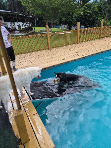 Groovy Woof - Sports / Recreation in Kluang - Photo 2