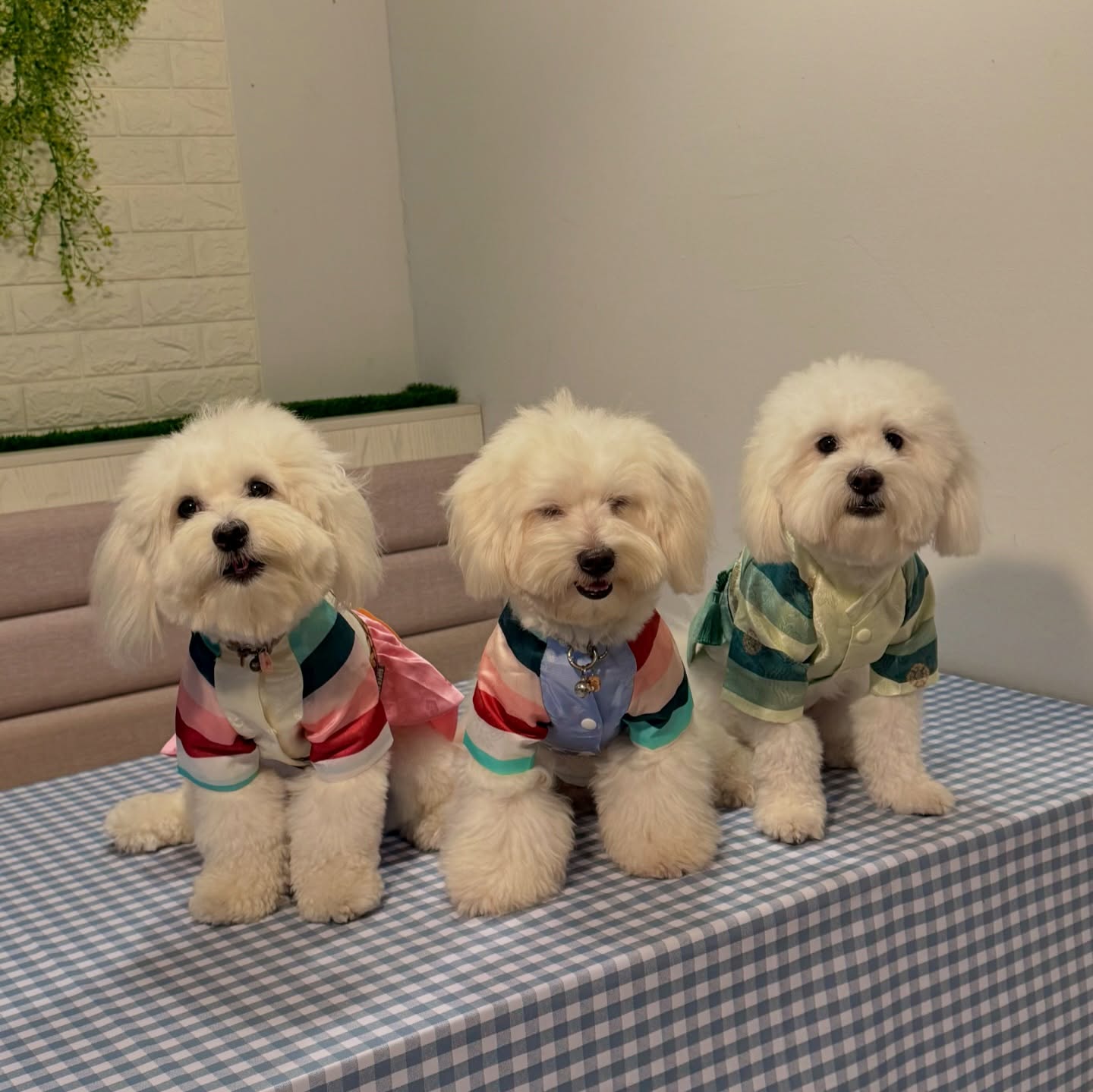 Cas Cas Cafe (Pet Friendly) - Pet-friendly cafe in Penang - Photo 2