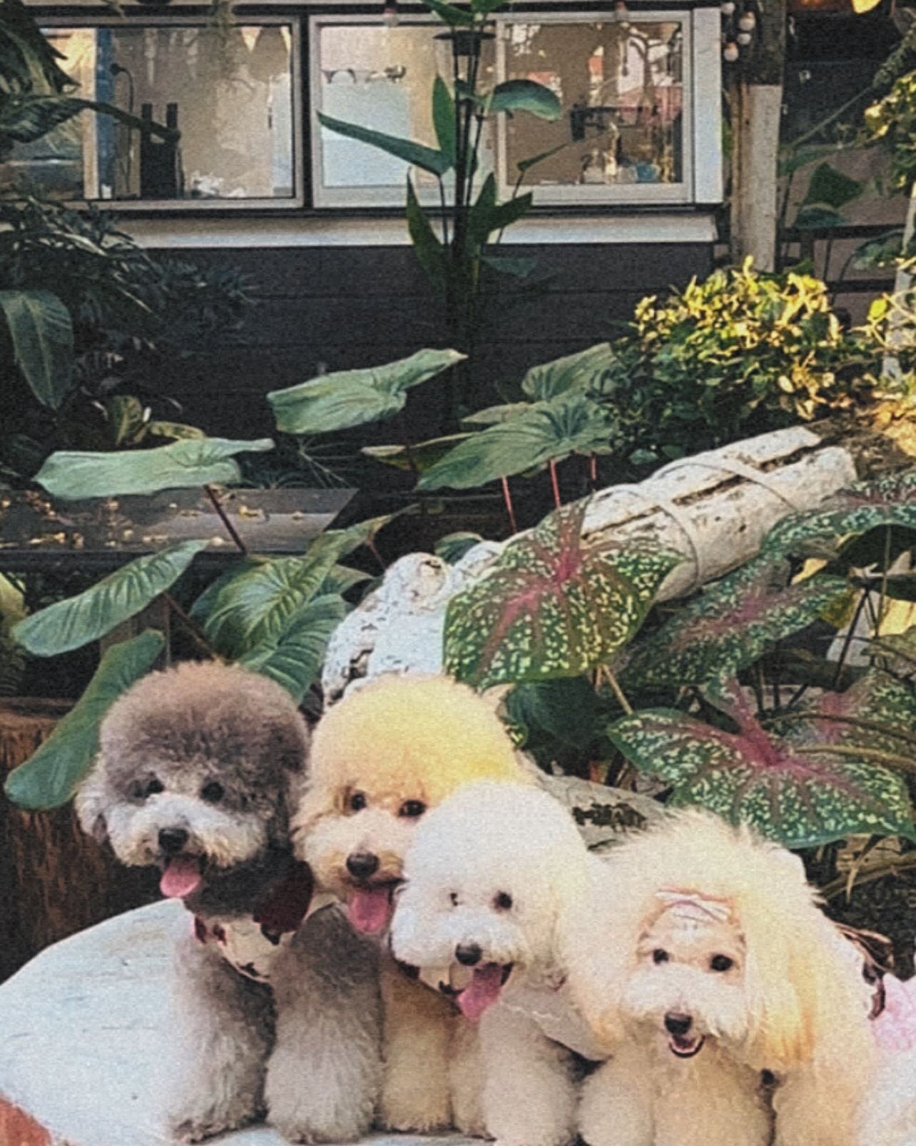 SML双木林Suanmulim - Pet-friendly cafe in Bukit Mertajam - Photo 4