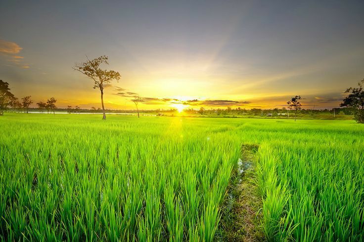 Lush green agricultural field at sunrise, symbolizing growth and new beginnings.