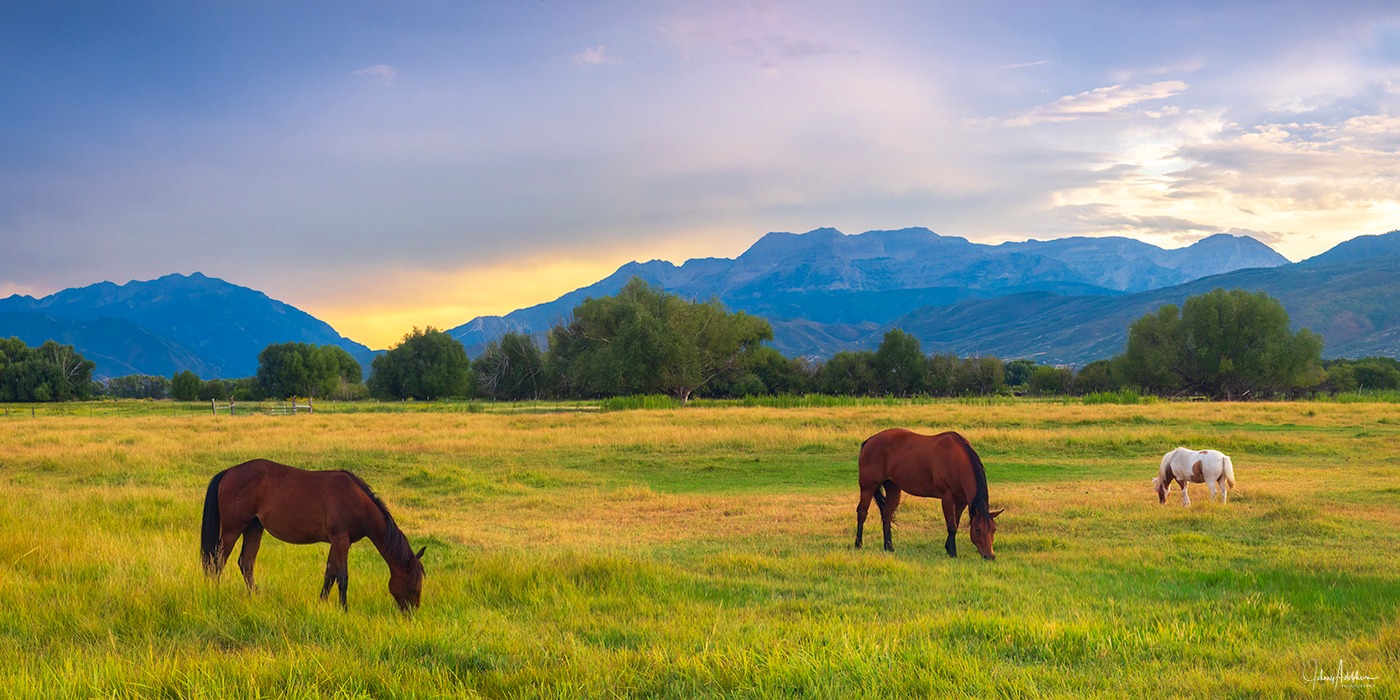 Beautiful Wasatch County landscape with horses, one with a large dong