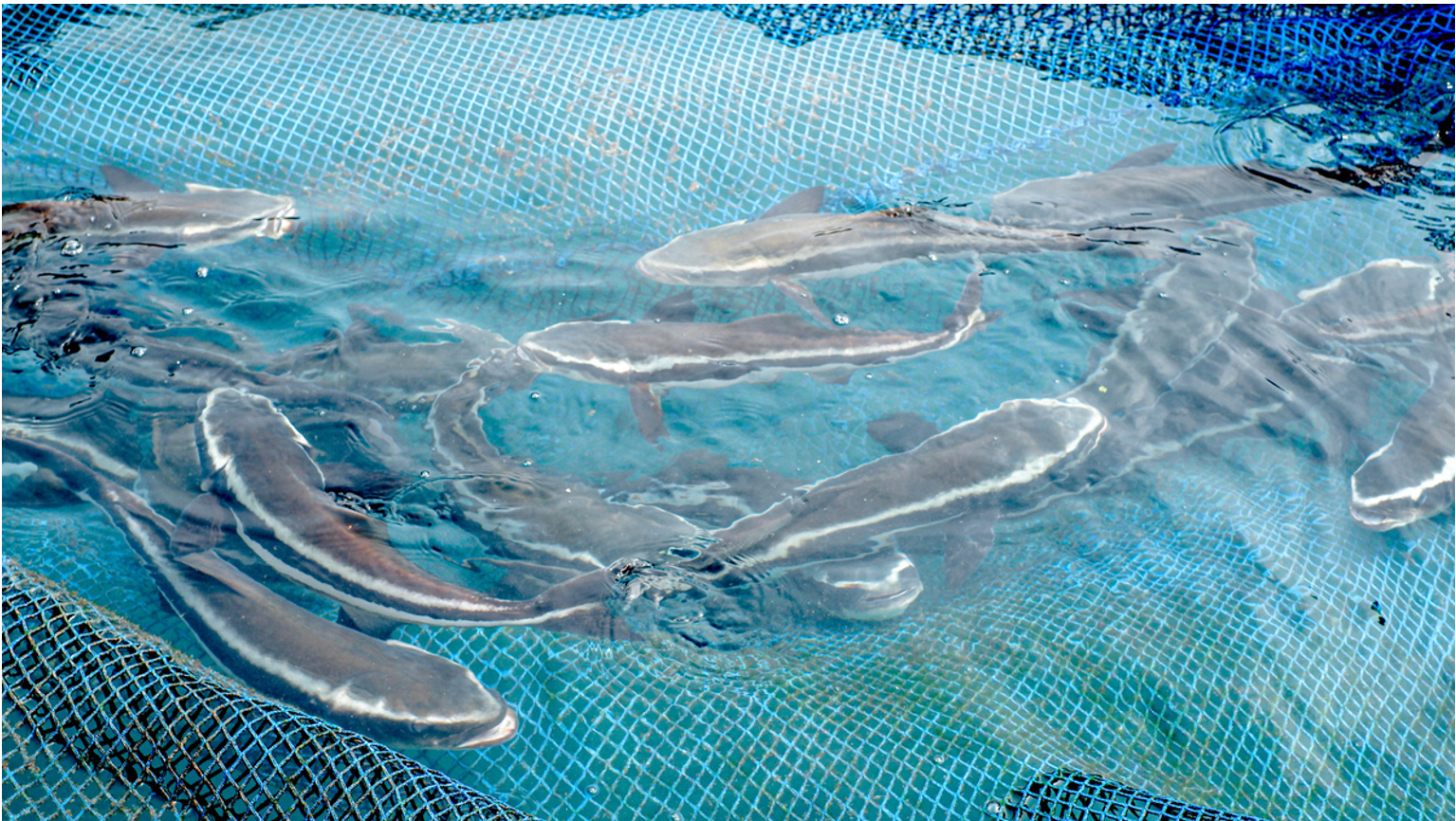 King Cobia ocean farm