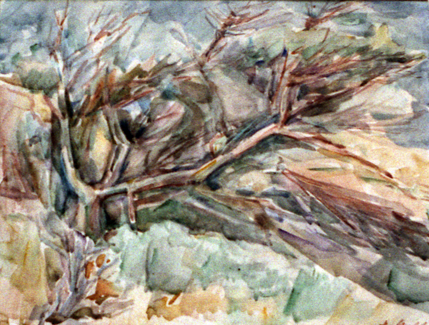 Verwaaide boom