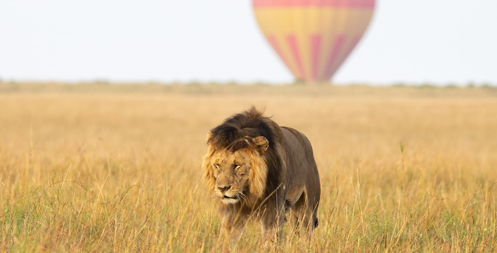 Two giraffes walking in a field with a hot air balloon in the background.