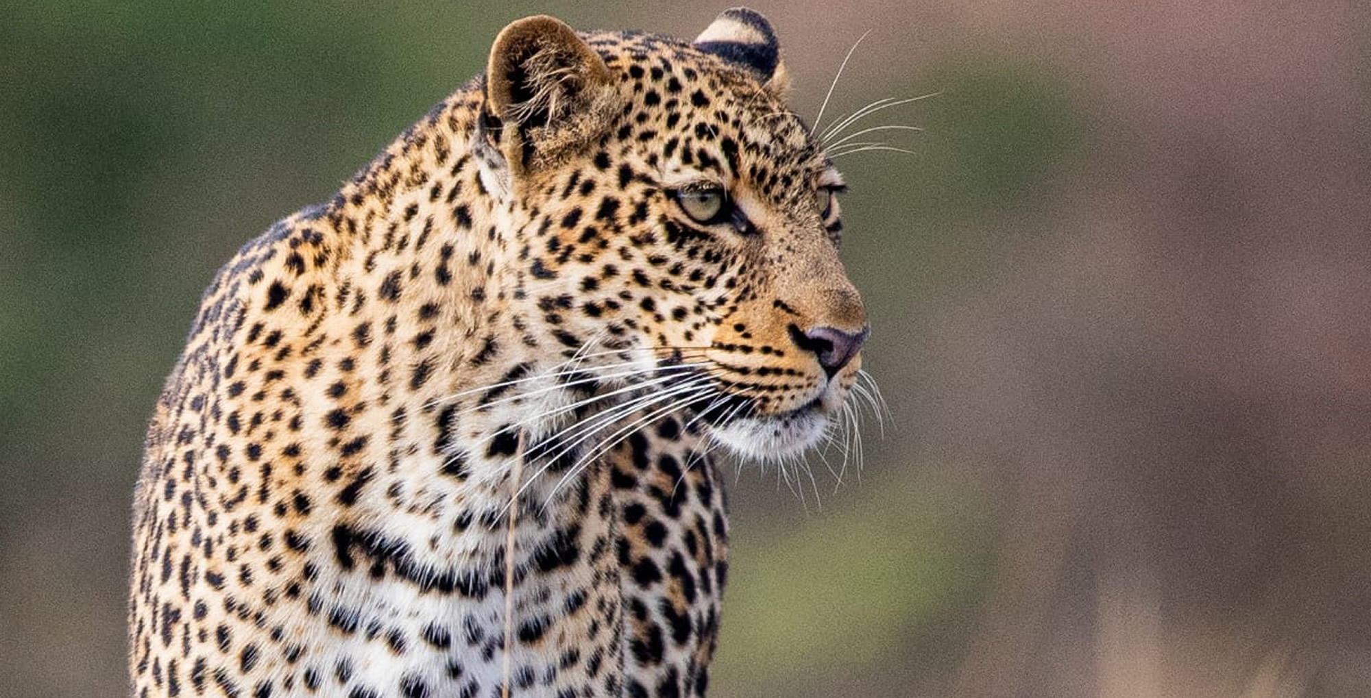 Leopard relaxing on a rock in the safari.