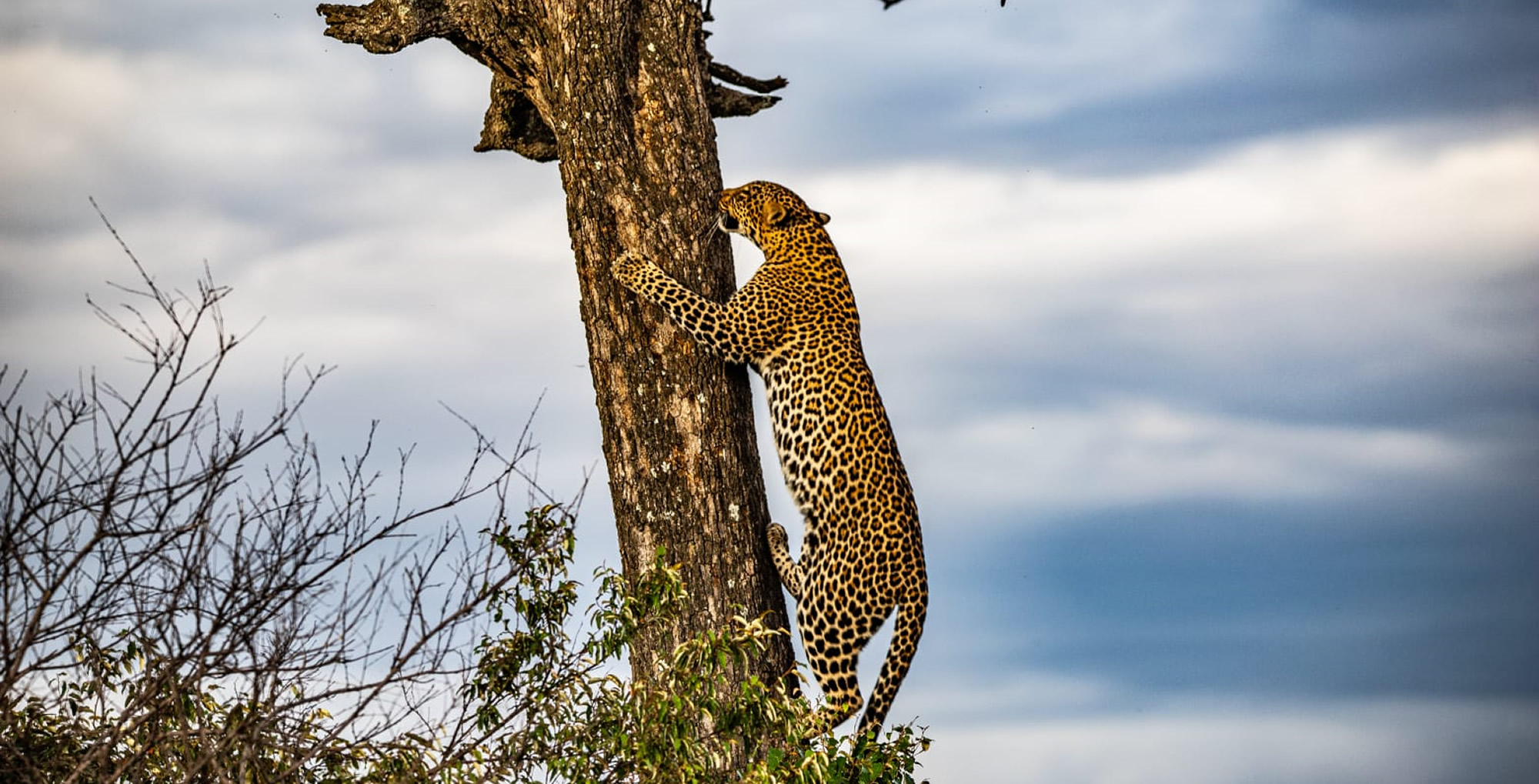 A giraffe silhouetted against a beautiful African sunset.