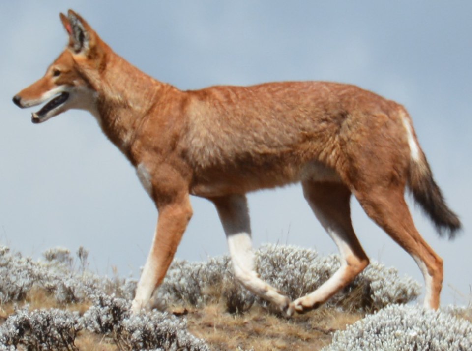 Ethiopian Wolf