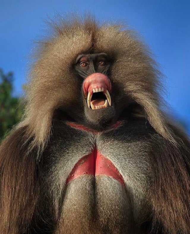 Gelada Baboon