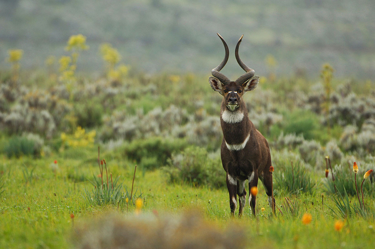 Mountain Nyala